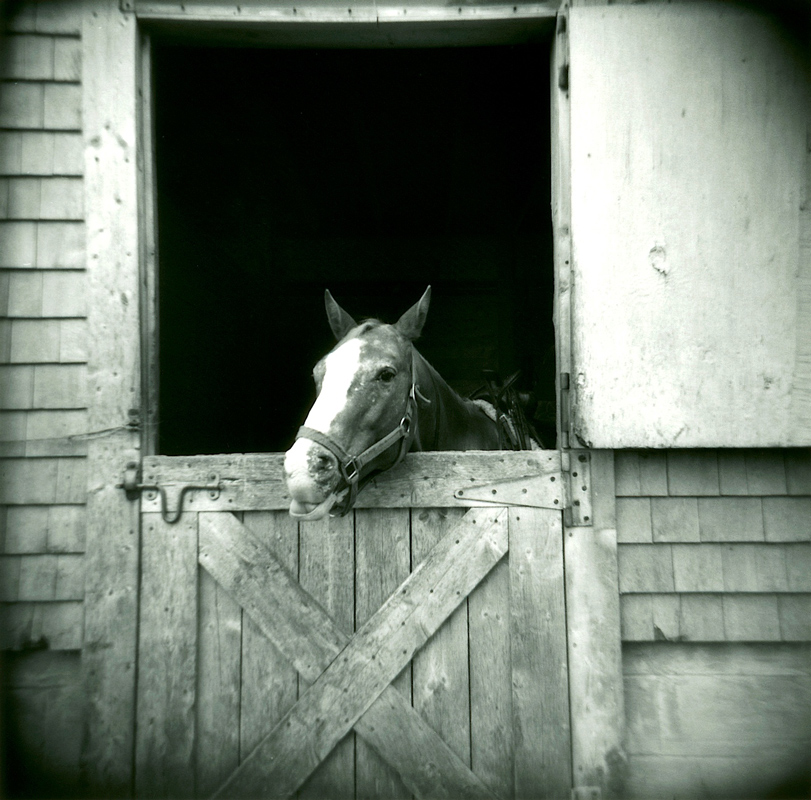 Horse-with-Barn-Door-copy---Version-2